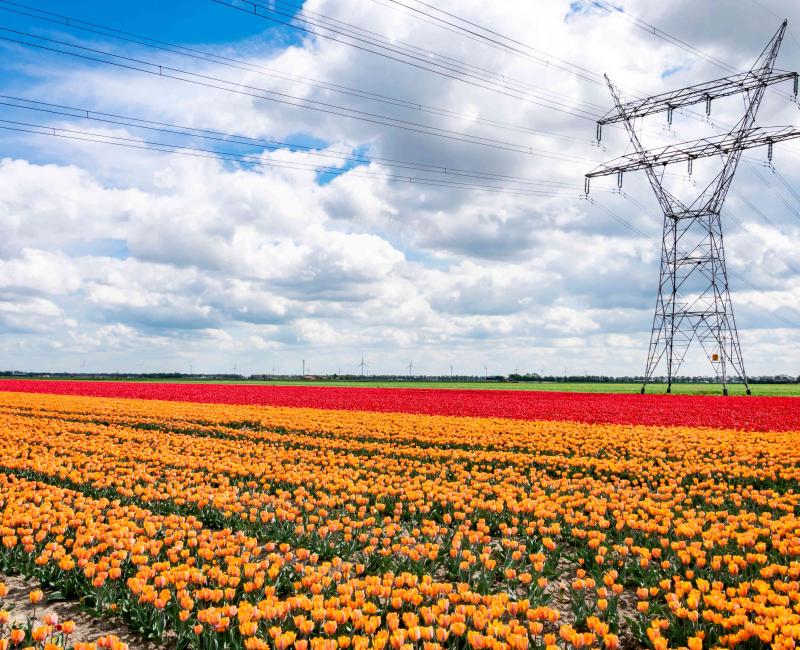 Pylons and tulips