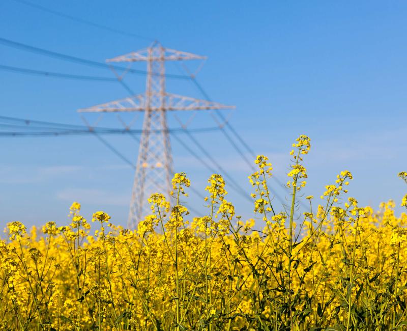 Electricity transmission tower in flower field