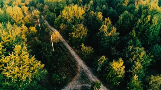 Electric pillars in a forest